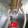 ekrem6908